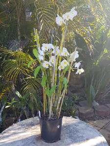 Dendrobium Beautiful Egg