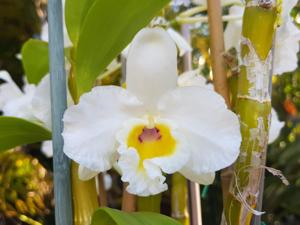 Dendrobium Beautiful Egg