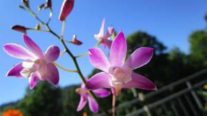 Dendrobium Berry