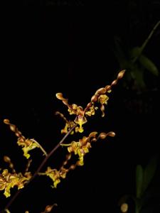 Dendrobium Brown Pixie