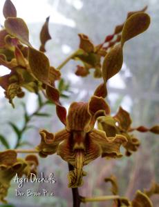 Dendrobium Brown Pixie