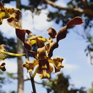 Dendrobium Brown Pixie