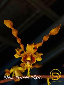 Dendrobium Brown Pixie