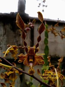 Dendrobium Brown Pixie