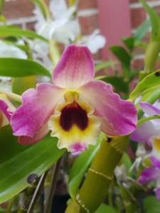 Dendrobium Canary Bird