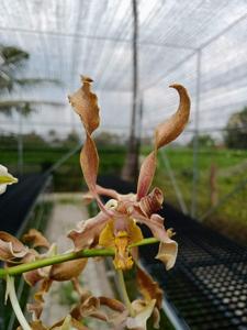 Dendrobium Champagne