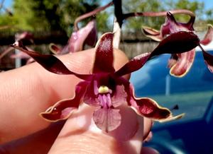 Dendrobium Cherub