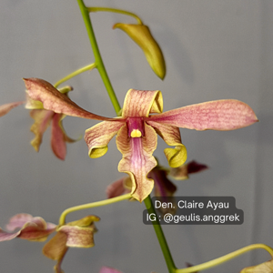 Dendrobium Claire Ayau