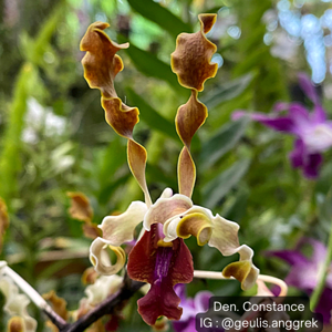 Dendrobium Constance