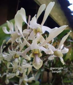 Dendrobium Coralie Breadsell