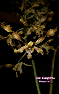 Dendrobium Curlylocks