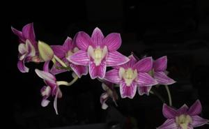 Dendrobium Dalvey