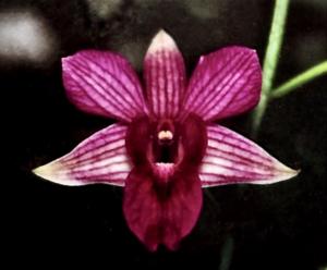 Dendrobium Dalvey