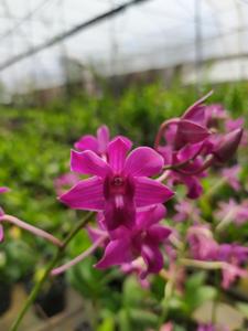 Dendrobium Dalvey