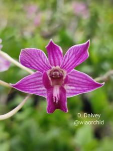 Dendrobium Dalvey