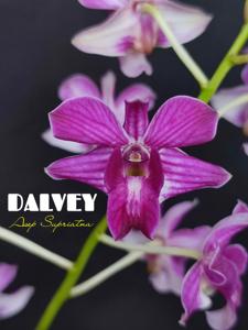 Dendrobium Dalvey