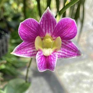 Dendrobium Dalvey