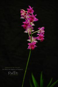 Dendrobium Dalvey