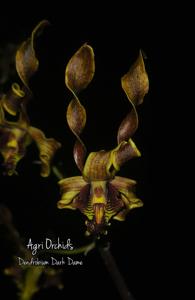 Dendrobium Dark Dame