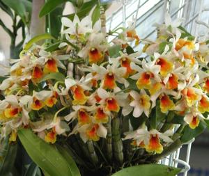 Dendrobium Dawn Maree