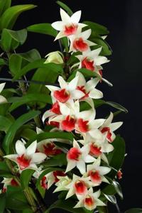 Dendrobium Dawn Maree