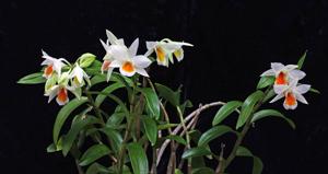 Dendrobium Dawn Maree