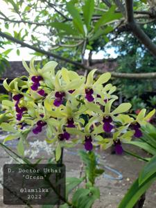 Dendrobium Doctor Uthai