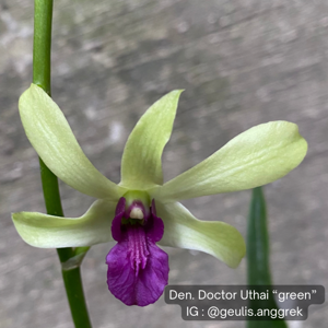 Dendrobium Doctor Uthai