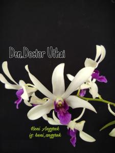 Dendrobium Doctor Uthai