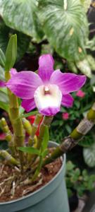 Dendrobium Dream