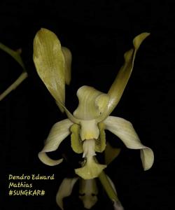 Dendrobium Edward Mathias