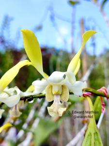 Dendrobium Edward Mathias