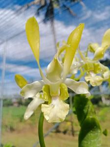 Dendrobium Edward Mathias