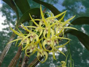 Dendrobium Essie Banks