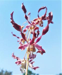 Dendrobium Fuzzy Wuzzy