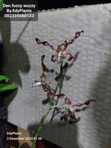 Dendrobium Fuzzy Wuzzy