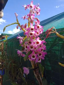 Dendrobium Gatton Monarch