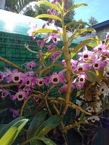 Dendrobium Gatton Monarch