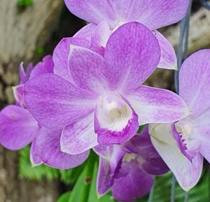 Dendrobium Genting Blue