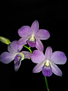 Dendrobium Genting Blue