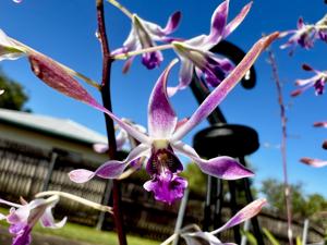 Dendrobium Gloucester Charm