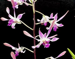 Dendrobium Gloucester Charm