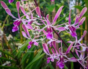 Dendrobium Gloucester Charm