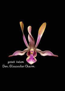 Dendrobium Gloucester Charm