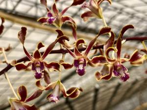 Dendrobium Gloucester Sands