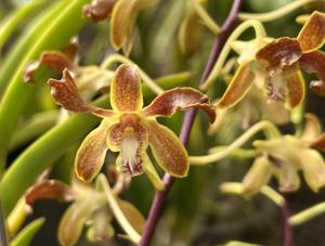 Dendrobium Gloucester Sands