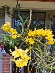 Dendrobium Golden Butterfly