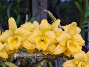 Dendrobium Golden Butterfly