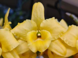 Dendrobium Golden Butterfly