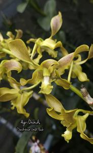 Dendrobium Gold Flush